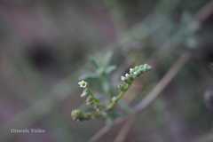 Heliotropium bacciferum